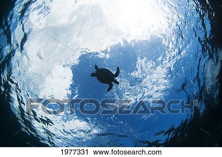 Stock Image - USA, endangered species; Hawaii, Green Sea Turtle (Chelonia Mydas). Fotosearch