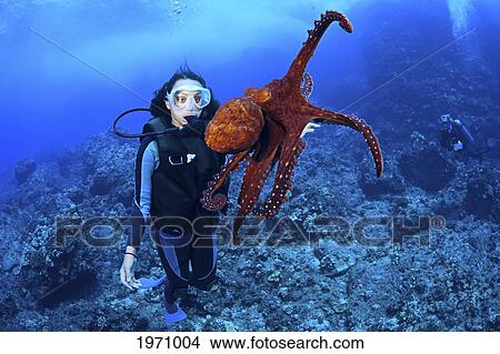 USA, Female Diver With Octopus (Octopus Cyanea); Hawaii Islands View Large Photo Image Picture - USA, Female Diver With Octopus (Octopus Cyanea); Hawaii Islands. Fotosearch