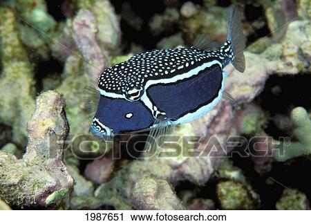 Stock Image - USA, Female Whitley's Boxfish (Ostracion Whitleyi) swimming over coral reef; Hawaii. Fotosearch