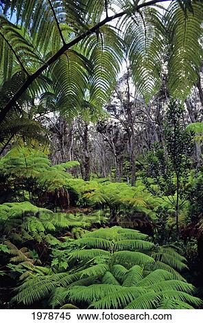 Stock Photography - USA, ferns and Ohia Lehua trees; Hawaii, Rain forest filled with Hapu'u tree. Fotosearch