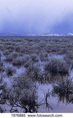 USA, Flooded Sagebrush; Oregon, High Desert During Thunderstorm View Large Photo Image Stock Photography - USA, Flooded Sagebrush; Oregon, High Desert During Thunderstorm. Fotosearch