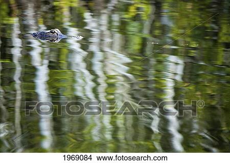 USA, Florida, American Alligator (Alligator Mississippiensis) On Surreal Surface Reflection Of Foliage; Everglades National Park View Large Photo Image Picture - USA, Florida, American Alligator (Alligator Mississippiensis) On Surreal Surface Reflection Of Foliage; Everglades National Park. Fotosearch