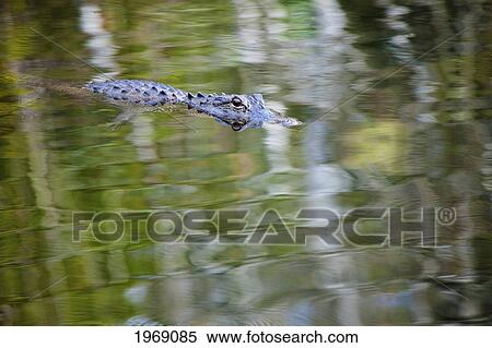 USA, Florida, American Alligator (Alligator Mississippiensis) On Surreal Surface Reflection Of Foliage; Everglades National Park View Large Photo Image Stock Photography - USA, Florida, American Alligator (Alligator Mississippiensis) On Surreal Surface Reflection Of Foliage; Everglades National Park. Fotosearch