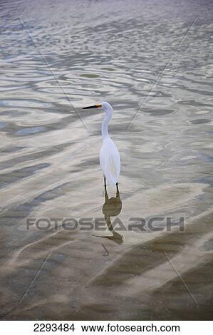 Picture - Usa, Florida, Bird Wading In Water; Sarasota. Fotosearch