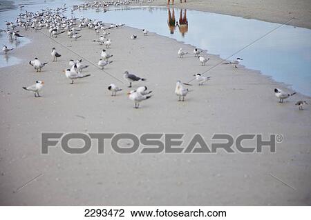 Stock Image - Usa, Florida, Couple Reflected In Water With Seagulls Flock In Foreground; Sarasota. Fotosearch