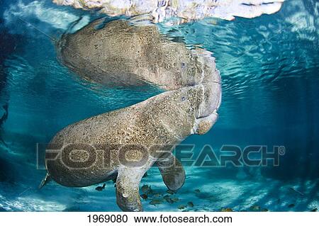 USA, Florida, Endangered Manatee (Trichechus Manatus Latirostris); Crystal River View Large Photo Image Stock Image - USA, Florida, Endangered Manatee (Trichechus Manatus Latirostris); Crystal River. Fotosearch