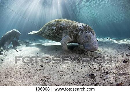 USA, Florida, Endangered Manatee (Trichechus Manatus Latirostris); Crystal River View Large Photo Image Stock Image - USA, Florida, Endangered Manatee (Trichechus Manatus Latirostris); Crystal River. Fotosearch