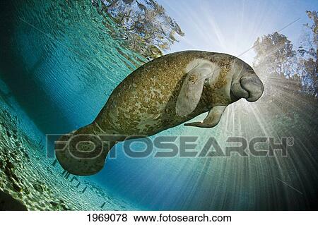 Stock Photo - USA, Florida, Endangered Manatee (Trichechus Manatus Latirostris); Crystal River. Fotosearch