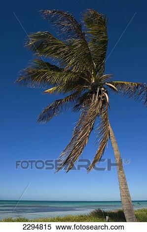 Stock Photography - USA, Florida, Florida Keys, A solitary palm tree on uninhabited mangrove island off the coast; Key West. Fotosearch
