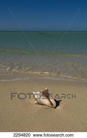 Stock Image - USA, Florida, Florida Keys, Conch shell on sandy beach; Key West. Fotosearch
