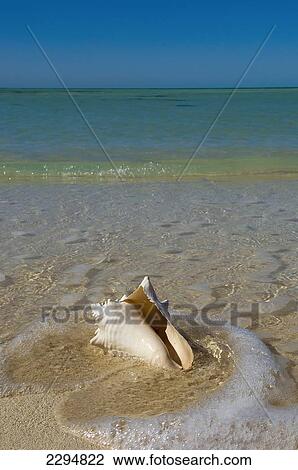 Stock Image - USA, Florida, Florida Keys, Conch shell on sandy beach; Key West. Fotosearch