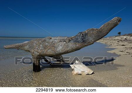 Stock Photo - USA, Florida, Florida Keys, Conch shell on sandy beach; Key West. Fotosearch