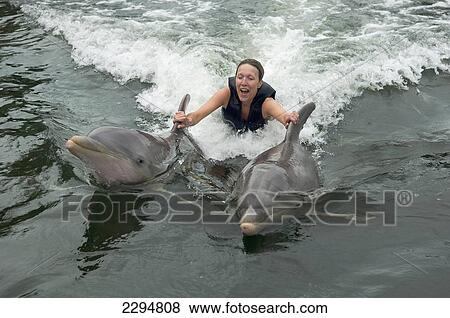 Stock Photo - USA, Florida, Florida Keys, Dolphin and Marine Mammal Research and Education Facility; Key Largo, Young woman swimming with Dolphins at Dolphin Plus. Fotosearch