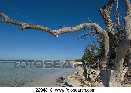 Stock Photo - USA, Florida, Florida Keys, People walking along sandy beach; Key West. Fotosearch