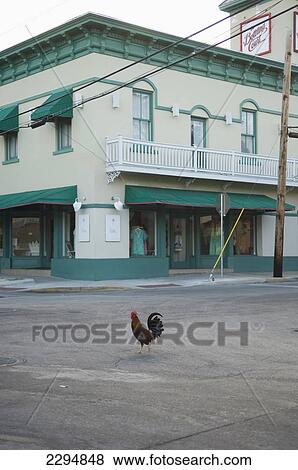 USA, Florida Keys, Rooster in downtown; Key West View Large Photo Image Stock Photo - USA, Florida Keys, Rooster in downtown; Key West. Fotosearch