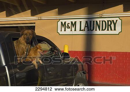 USA, Florida, Parked car with dogs for passengers outside launderette; Florida Keys View Large Photo Image Stock Image - USA, Florida, Parked car with dogs for passengers outside launderette; Florida Keys. Fotosearch