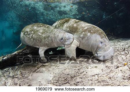 Stock Photo - USA, Florida, Two Endangered Manatee (Trichechus Manatus Latirostris); Crystal River. Fotosearch