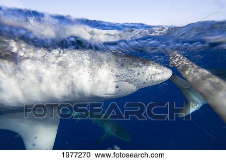USA, Galapagos Shark (Carcharhinus Galapagensis); Hawaii View Large Photo Image Stock Image - USA, Galapagos Shark (Carcharhinus Galapagensis); Hawaii. Fotosearch