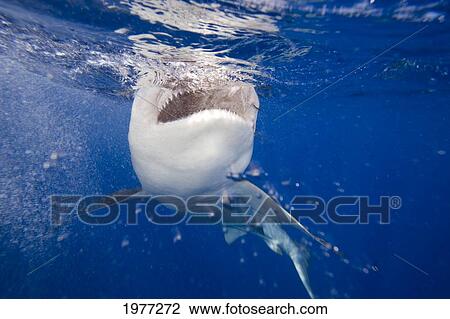 Stock Image - USA, Galapagos Shark (Carcharhinus Galapagensis); Hawaii. Fotosearch