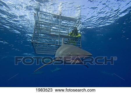 USA, Galapagos Shark (Carcharhinus Galapagensis) circles diver in cage; Hawaii View Large Photo Image Stock Image - USA, Galapagos Shark (Carcharhinus Galapagensis) circles diver in cage; Hawaii. Fotosearch