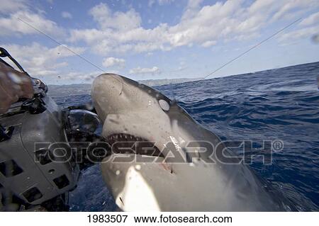 Stock Photo - USA, Galapagos Shark (Carcharhinus Galapagensis) biting camera; Hawaii. Fotosearch