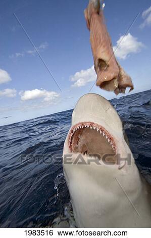 Stock Photograph - USA, Galapagos Shark (Carcharhinus Galapagensis) feeding; Hawaii. Fotosearch