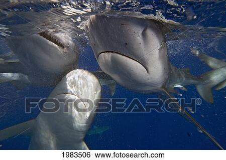 USA, Galapagos Sharks (Carcharhinus Galapagensis) near surface; Hawaii View Large Photo Image Stock Photograph - USA, Galapagos Sharks (Carcharhinus Galapagensis) near surface; Hawaii. Fotosearch