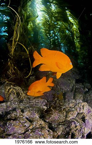 USA, Garibaldi Fish (Hypsypops Rubicundus) In Kelp Forest (Macrocystis Pyrifera); California View Large Photo Image Stock Photograph - USA, Garibaldi Fish (Hypsypops Rubicundus) In Kelp Forest (Macrocystis Pyrifera); California. Fotosearch
