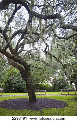 Stock Image - Usa, Georgia, Trees In Park; Savannah. Fotosearch
