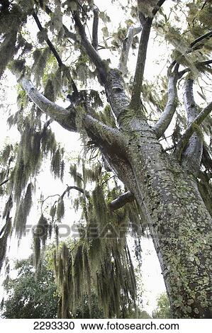 Usa, Georgia, View Of Tree Top And Bark; Savannah View Large Photo Image Stock Image - Usa, Georgia, View Of Tree Top And Bark; Savannah. Fotosearch