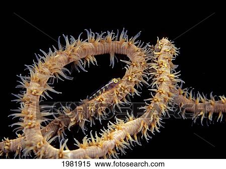 USA, Goby (Bryaninops yongei) at night on feeding wire coral (Cirrhipathes anguina) in Pacific ocean; Hawaii View Large Photo Image Stock Photography - USA, Goby (Bryaninops yongei) at night on feeding wire coral (Cirrhipathes anguina) in Pacific ocean; Hawaii. Fotosearch