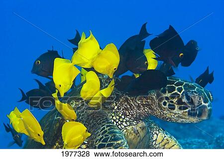 USA, Goldring Surgeonfish and Yellow Tangs cleaning algae from shell of Green Sea Turtle (Chelonia Mydas) endangered species; Hawaii View Large Photo Image Stock Photo - USA, Goldring Surgeonfish and Yellow Tangs cleaning algae from shell of Green Sea Turtle (Chelonia Mydas) endangered species; Hawaii. Fotosearch