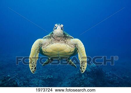 USA, Green Sea Turtle (Chelonia Mydas) Endangered Species; Hawaii Islands View Large Photo Image Picture - USA, Green Sea Turtle (Chelonia Mydas) Endangered Species; Hawaii Islands. Fotosearch