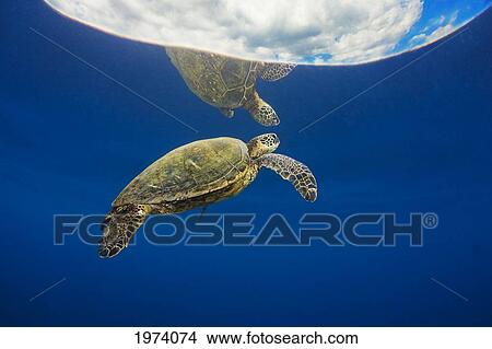 USA, Green Sea Turtle (Chelonia Mydas) Endangered Species; Hawaii Islands View Large Photo Image Picture - USA, Green Sea Turtle (Chelonia Mydas) Endangered Species; Hawaii Islands. Fotosearch