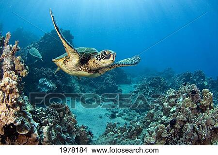 USA, Green Sea Turtle (Chelonia Mydas); Hawaii View Large Photo Image Picture - USA, Green Sea Turtle (Chelonia Mydas); Hawaii. Fotosearch