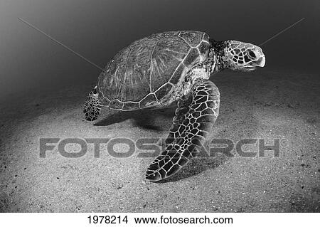 Picture - USA, Green Sea Turtle (Chelonia Mydas) on bottom of ocean; Hawaii. Fotosearch