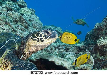 USA, Green Sea Turtle (Chelonia Mydas) Endangered Species And Butterfly Fish; Hawaii Islands View Large Photo Image Stock Image - USA, Green Sea Turtle (Chelonia Mydas) Endangered Species And Butterfly Fish; Hawaii Islands. Fotosearch