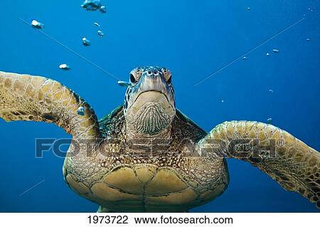 USA, Green Sea Turtle (Chelonia Mydas) Endangered Species; Hawaii Islands View Large Photo Image Stock Image - USA, Green Sea Turtle (Chelonia Mydas) Endangered Species; Hawaii Islands. Fotosearch