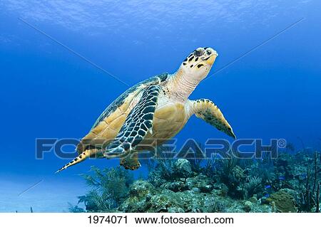 USA, Green Sea Turtle (Chelonia Mydas) Endangered Species; Hawaii Islands View Large Photo Image Stock Image - USA, Green Sea Turtle (Chelonia Mydas) Endangered Species; Hawaii Islands. Fotosearch