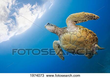 Stock Image - USA, Green Sea Turtle (Chelonia Mydas) Endangered Species; Hawaii Islands. Fotosearch