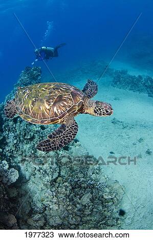 Stock Image - USA, Green Sea Turtle (Chelonia Mydas); Hawaii, Endangered species. Fotosearch