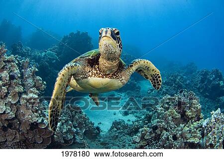 USA, Green Sea Turtle (Chelonia Mydas); Hawaii View Large Photo Image Stock Image - USA, Green Sea Turtle (Chelonia Mydas); Hawaii. Fotosearch
