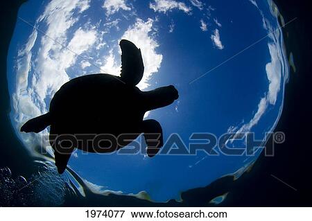 USA, Green Sea Turtle (Chelonia Mydas) Endangered Species; Hawaii Islands View Large Photo Image Stock Photo - USA, Green Sea Turtle (Chelonia Mydas) Endangered Species; Hawaii Islands. Fotosearch