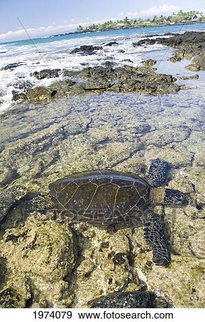 Stock Photo - USA, Green Sea Turtle (Chelonia Mydas) Endangered Species; Hawaii Islands. Fotosearch