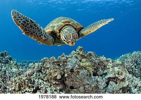 Stock Photo - USA, Green Sea Turtle (Chelonia Mydas); Hawaii. Fotosearch