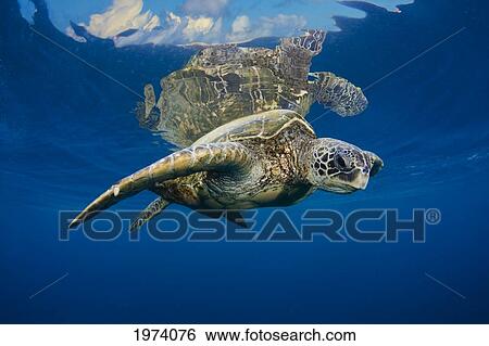 Stock Photograph - USA, Green Sea Turtle (Chelonia Mydas) Endangered Species; Hawaii Islands. Fotosearch