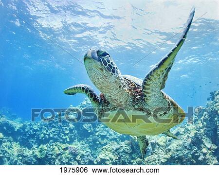 USA, Green Sea Turtle (Chelonia Mydas) An Endangered Species; Hawaii View Large Photo Image Stock Photograph - USA, Green Sea Turtle (Chelonia Mydas) An Endangered Species; Hawaii. Fotosearch