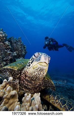Stock Photograph - USA, Green Sea Turtle (Chelonia Mydas); Hawaii, Endangered species. Fotosearch