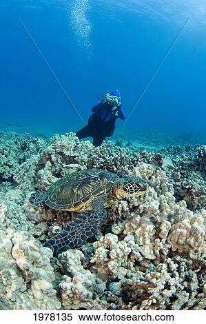 Stock Photography - USA, Green Sea Turtle (Chelonia Mydas) swimming over reef with diver; Hawaii. Fotosearch