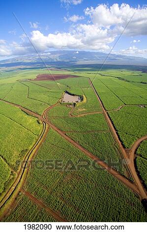 Stock Image - USA, Hawaii, aerial view; Maui, Sugar cane fields with Haleakala crater in background. Fotosearch